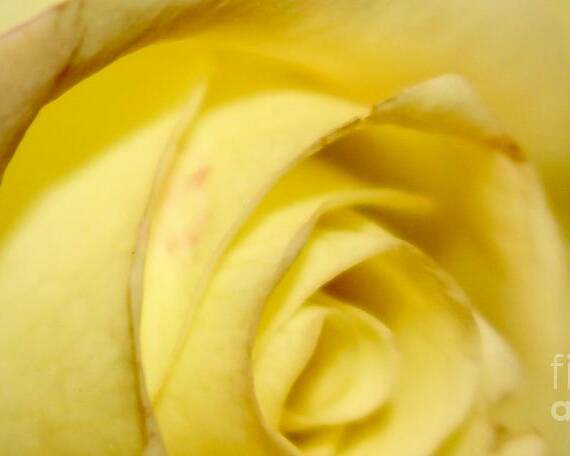 Yellow Rose Poster featuring the photograph Rose by Deena Withycombe