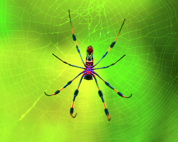 Banana Spider Poster featuring the digital art 42- Come Closer by Joseph Keane