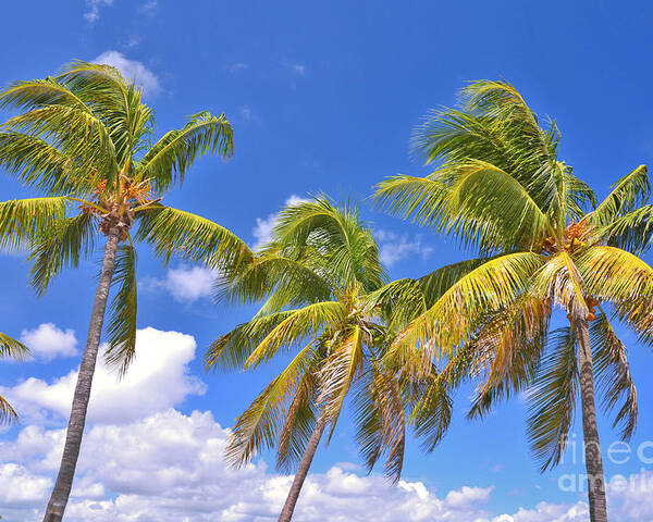 Palm Trees Poster featuring the photograph 52- Palms In Paradise by Joseph Keane