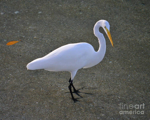 Great Egret Poster featuring the photograph 59- Great Egret by Joseph Keane