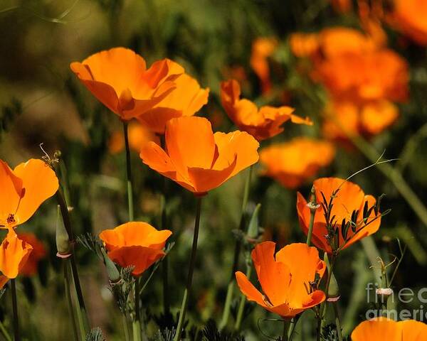 Poppies Poster featuring the photograph Poppies by Marc Bittan