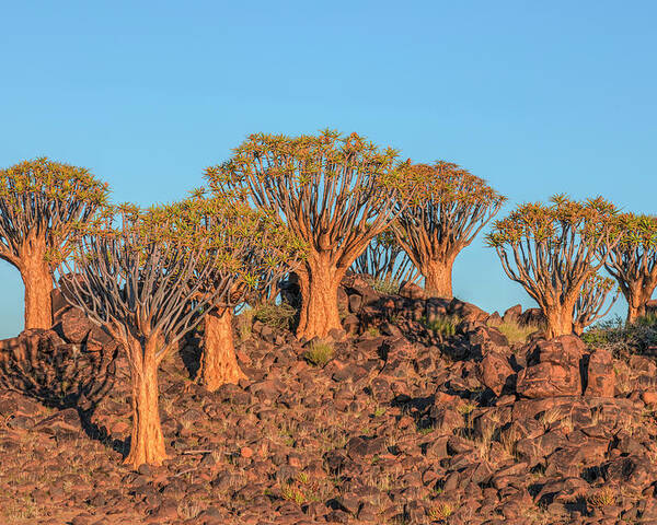 Quiver Tree Forest - Namibia Poster by Joana Kruse - Fine Art America