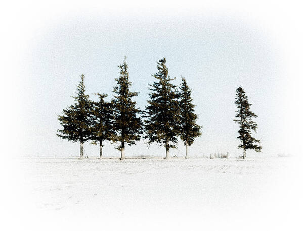Pine Poster featuring the photograph 6 Trees by Troy Stapek