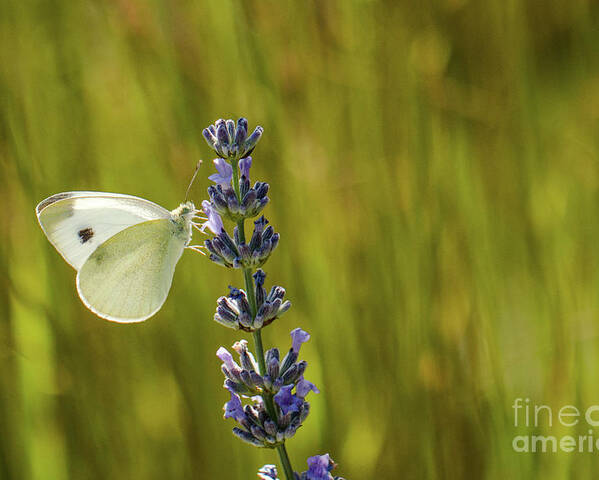 Animal Poster featuring the photograph Pieris brassicae, the large white, also called cabbage butterfly by Amanda Mohler