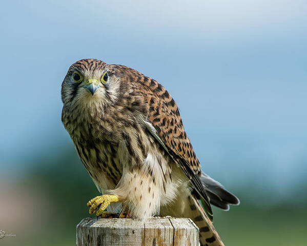 Kestrel Poster featuring the photograph A beautiful young kestrel looking behind you by Torbjorn Swenelius