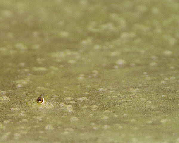 Amphibian Poster featuring the photograph A Frogs Eye in Pond Muck by John Harmon