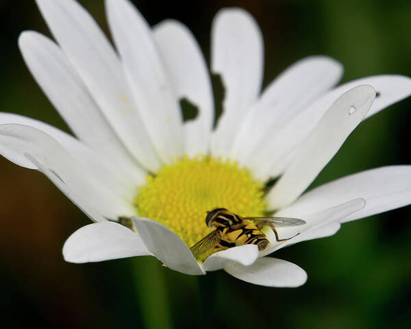 Nature Poster featuring the photograph A Hoverfly and a Daisy by Elena Perelman