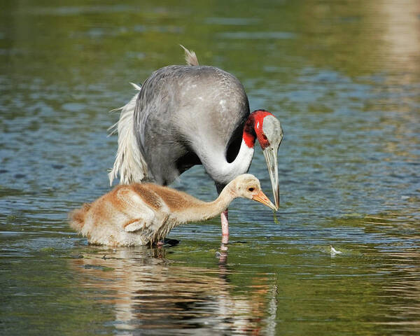 Dawn Currie Photography Poster featuring the photograph Sarus Crane Teaching the Young by Dawn Currie