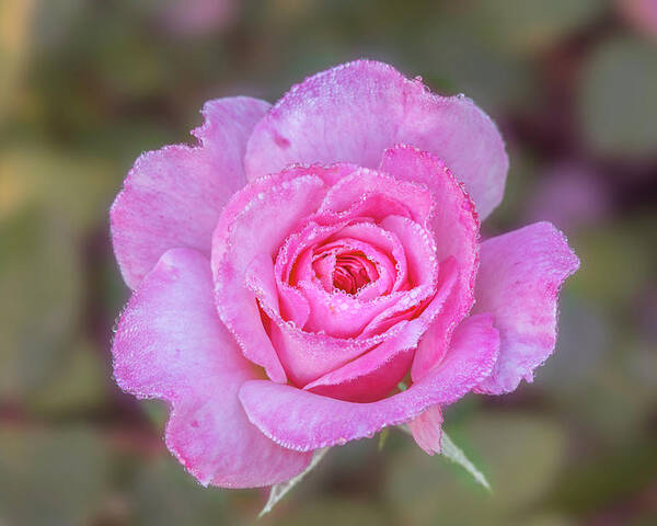 Rose Poster featuring the photograph A pink rose kissed by morning dew. by Usha Peddamatham
