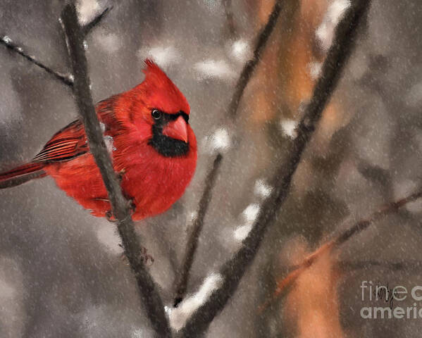 Cardinal Poster featuring the digital art A Spot Of Color by Lois Bryan