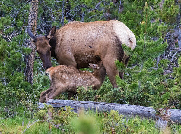 Elk Calf Poster featuring the photograph A Sweet Moment In Time by Mindy Musick King