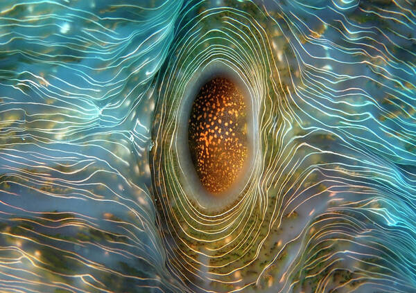 Abstract Poster featuring the photograph Abstract clam by Artesub