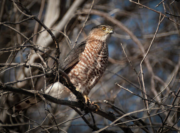 Hawk Poster featuring the photograph Adult Coopers Hawk by Rick Mosher