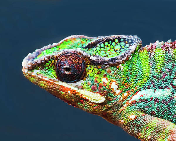 African Chameleon Poster featuring the photograph African Chameleon by Richard Goldman