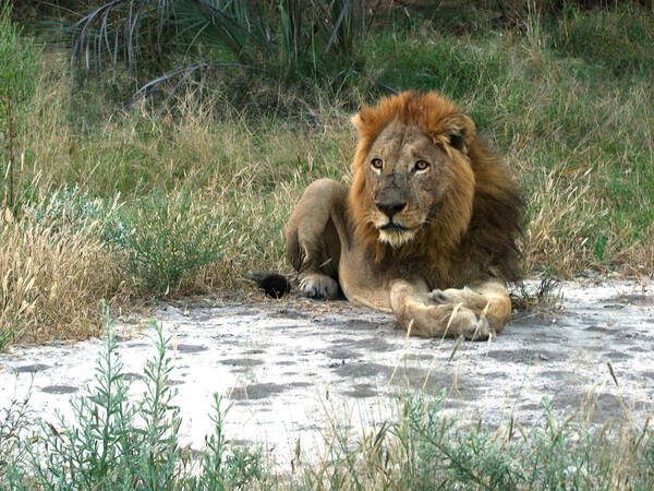 Karen Zuk Rosenblatt Art And Photography Poster featuring the photograph African Lion by Karen Zuk Rosenblatt
