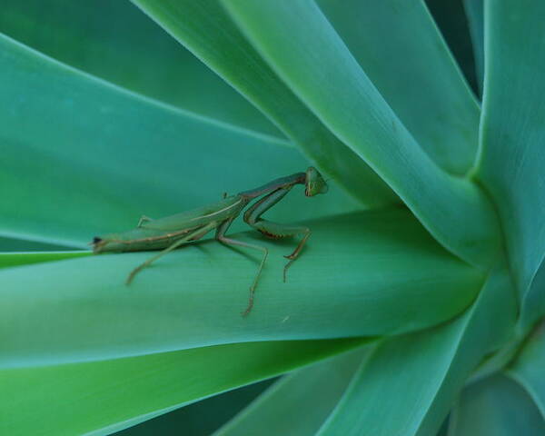 Insect Poster featuring the photograph Agave Praying Mantis by Cheryl Fecht