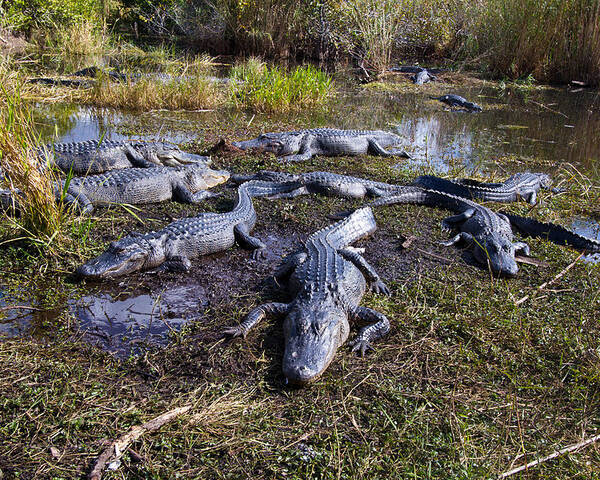 Nature Poster featuring the photograph Alligators 280 by Michael Fryd