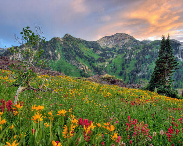 Wildflower Poster featuring the photograph Alta Wildflowers and Sunset by Brett Pelletier