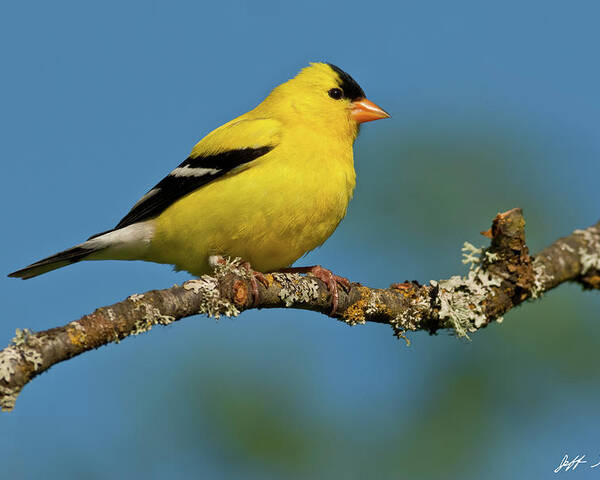 American Goldfinch Poster featuring the photograph American Goldfinch Perched in a Tree by Jeff Goulden