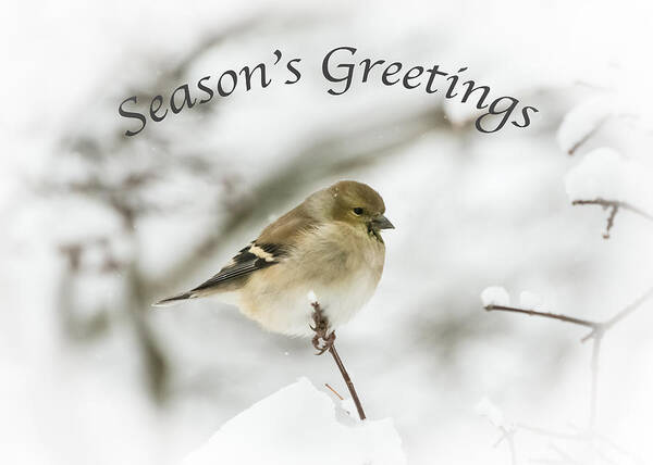 American Goldfinch Poster featuring the photograph American Goldfinch - Season's Greetings by Holden The Moment