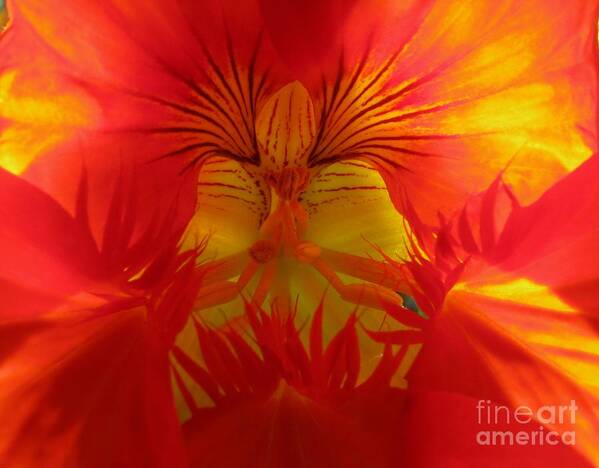 Nasturtium Poster featuring the photograph Angel In A Nasturtium by James B Toy