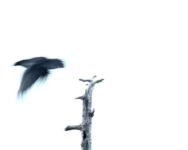 Nature Poster featuring the photograph As The Crow Flies by Kreddible Trout