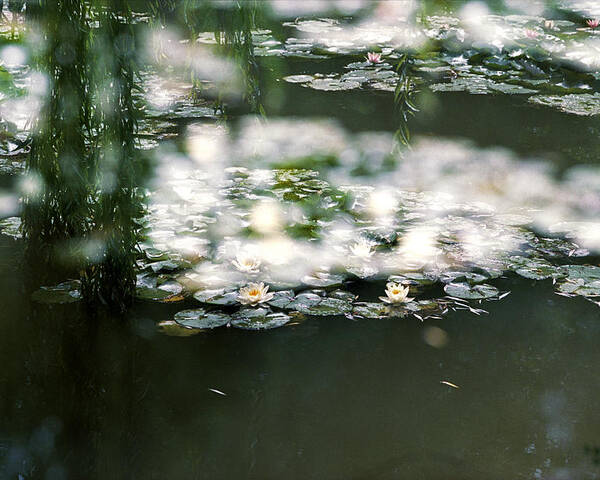 Impressionism Photos Poster featuring the photograph At Claude Monet's Water Garden 5 by Dubi Roman