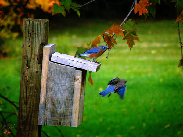 Hovind Poster featuring the photograph Autumn Blue Birds by Scott Hovind