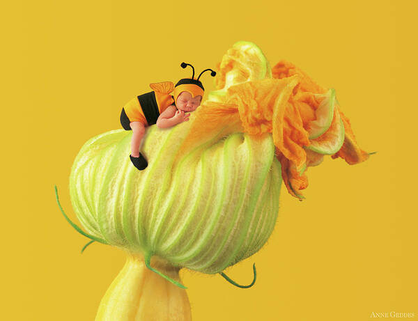 Yellow Poster featuring the photograph Baby Bee on a Pumpkin Flower by Anne Geddes