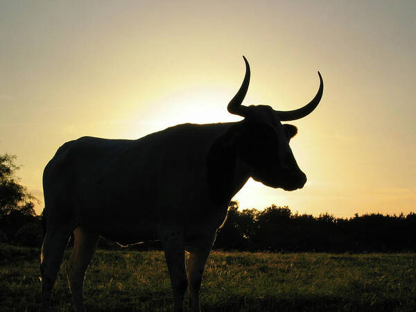 Backlit Poster featuring the photograph Backlit Longhorn by Ted Keller