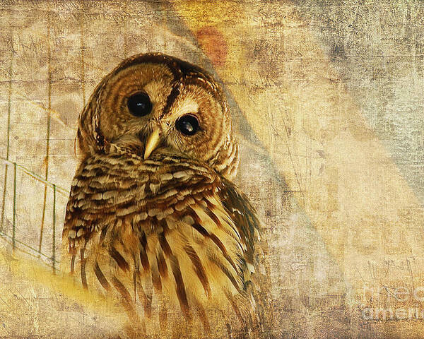 Owl Poster featuring the photograph Barred Owl by Lois Bryan