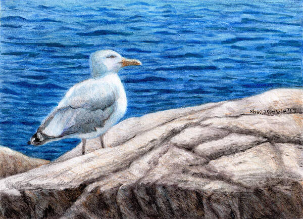 Herring Gull Poster featuring the drawing Beach Bum by Shana Rowe Jackson