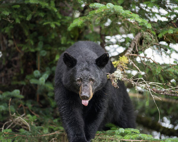 Black Bear Poster featuring the photograph Bear Tongue by David Kirby