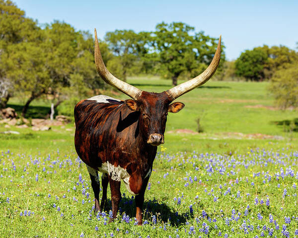 African Breed Poster featuring the photograph Beautiful longhorn bull by Raul Rodriguez