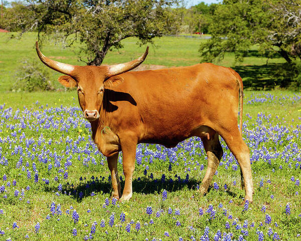 African Breed Poster featuring the photograph Beautiful longhorn cow by Raul Rodriguez