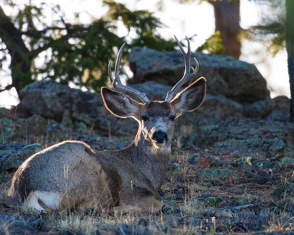 Mule Deer Poster featuring the photograph Bed Down For The Evening by Mindy Musick King