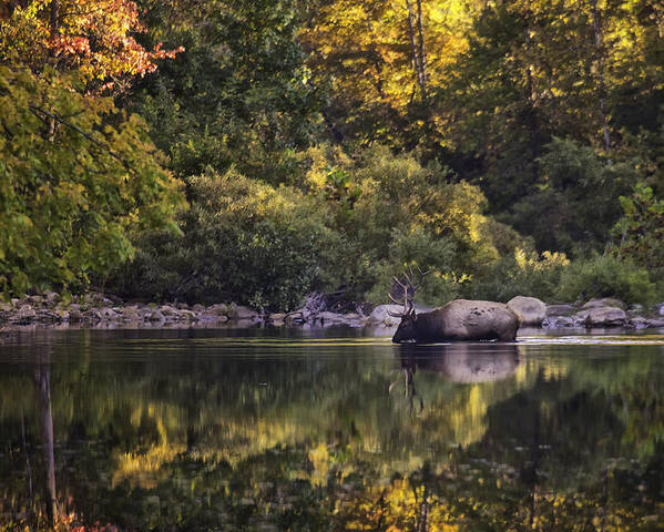Fall Color Poster featuring the photograph Big Bull in Buffalo National River Fall Color by Michael Dougherty