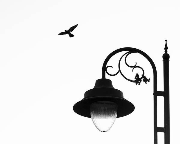 Flying Dove Poster featuring the photograph Bird and Street Lamp in Black and White by Prakash Ghai