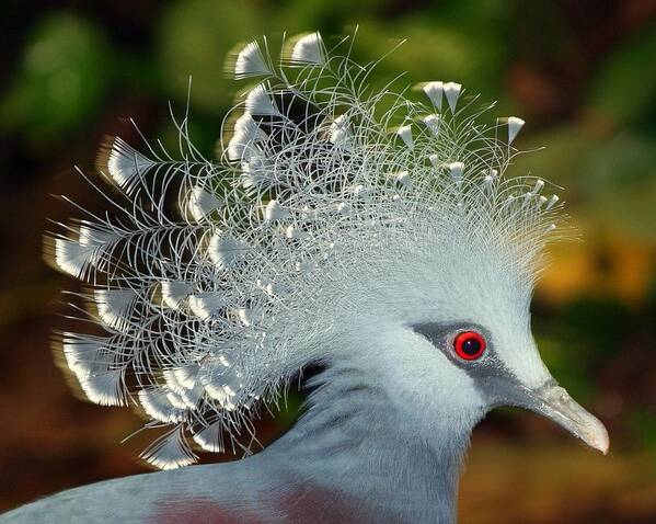 Crowned Pigeon Poster featuring the photograph Bird in Motion by Shannon Kunkle