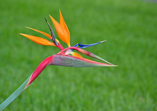 Bird Of Paradise Poster featuring the photograph Bird of Paradise by Carolyn Mickulas