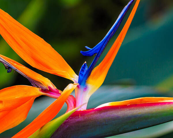 Floral Poster featuring the photograph Bird of Paradise by Jade Moon