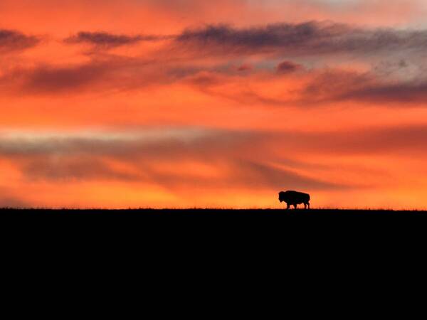  Poster featuring the photograph Bison in the Morning Light by Keith Stokes