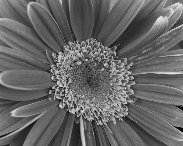 Flower Poster featuring the photograph Black and White Gerber Daisy 4 by Amy Fose