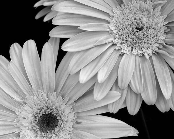 Flower Poster featuring the photograph Black and White Gerbera Daisies 1 by Amy Fose