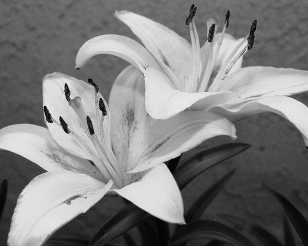 Flower Poster featuring the photograph Black and White Lilies 1 by Amy Fose