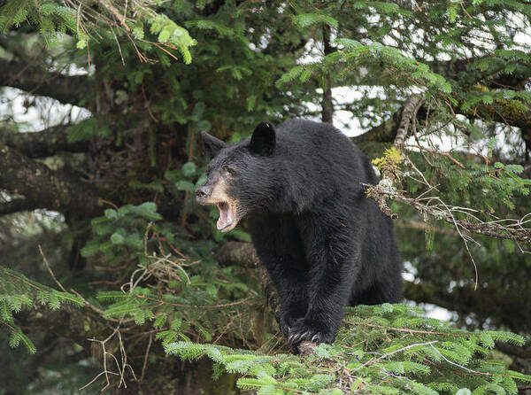 Black Bear Poster featuring the photograph Black Bear Yawn by David Kirby