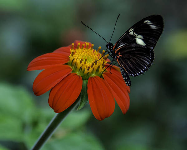 Black Poster featuring the photograph Black Butterfly on Orange Flower by WAZgriffin Digital