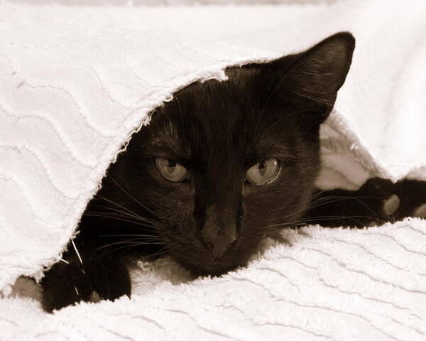 Horizontal Photograph Poster featuring the photograph Black Cat in Chenille by Valerie Collins
