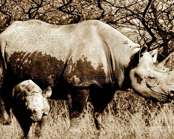 Rhinoceros Poster featuring the photograph Black Rhino and youngster by Baggieoldboy