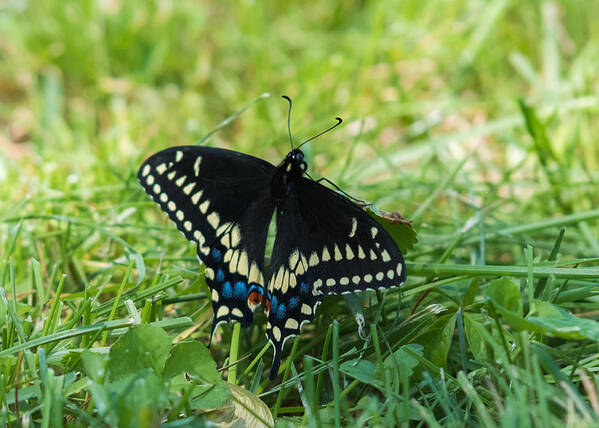 Black Swallowtail Butterfly Poster featuring the photograph Black Swallowtail Butterfly by Holden The Moment